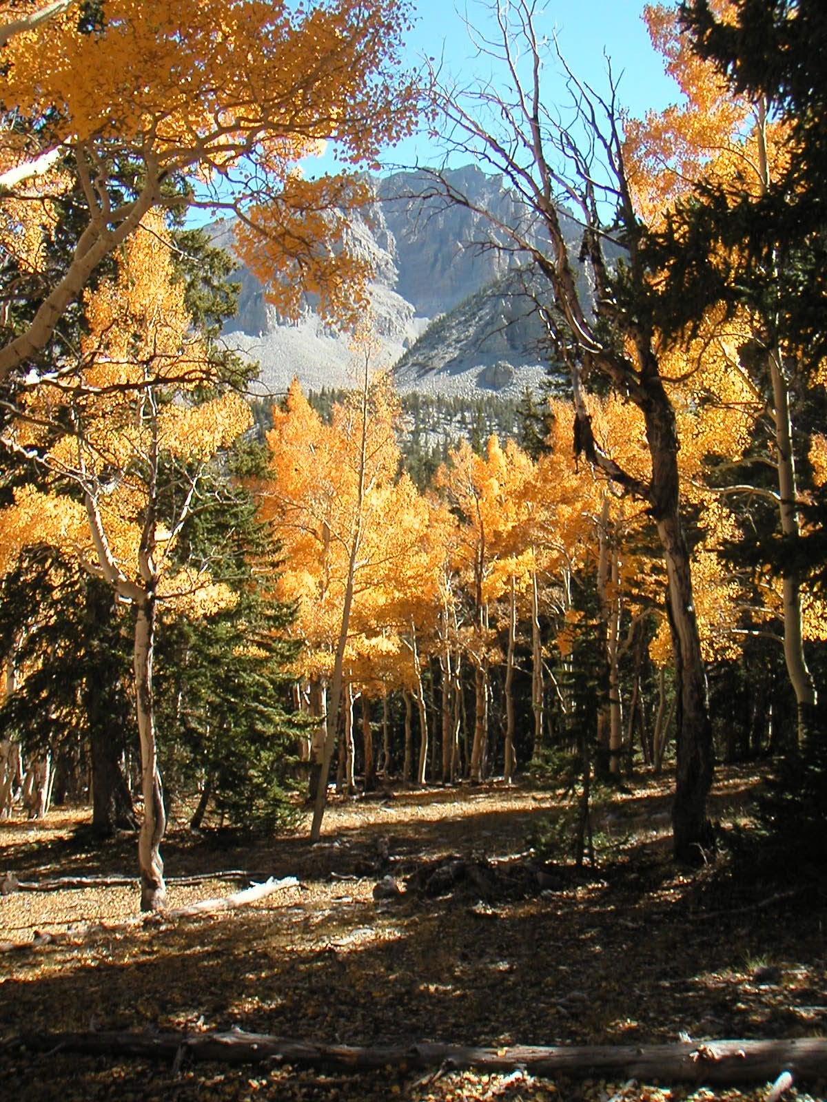 Glenda Brehm | Great Basin National Park - Creation Illustrated