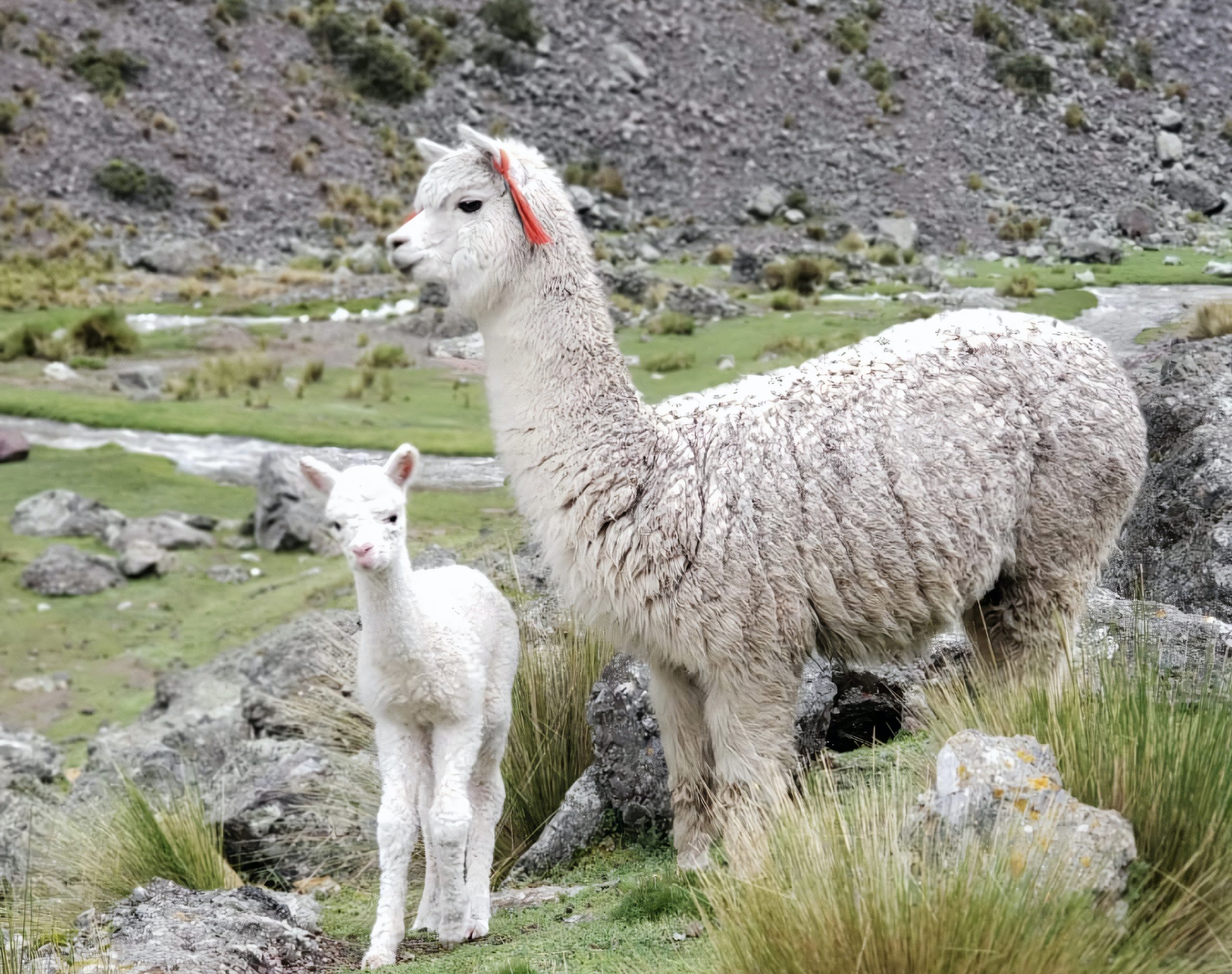 Learn About Alpacas